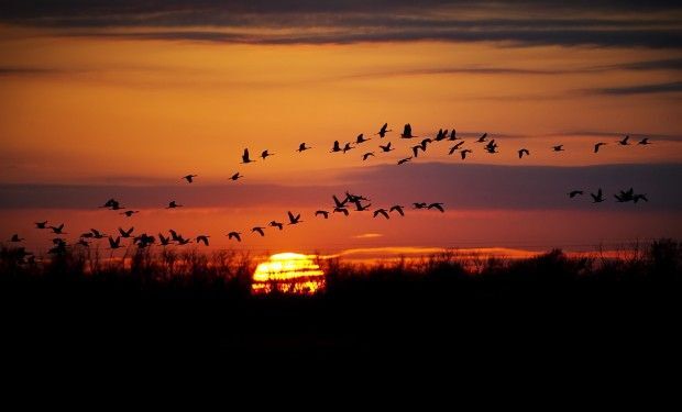 Cranes in January